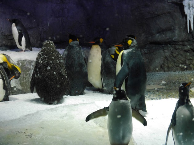 海遊館　ペンギン